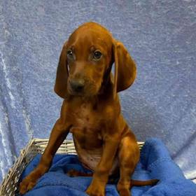 Redbone Coonhound