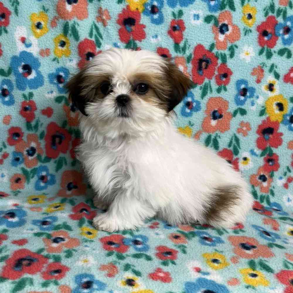 carousel pet images