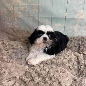 Shih Tzu