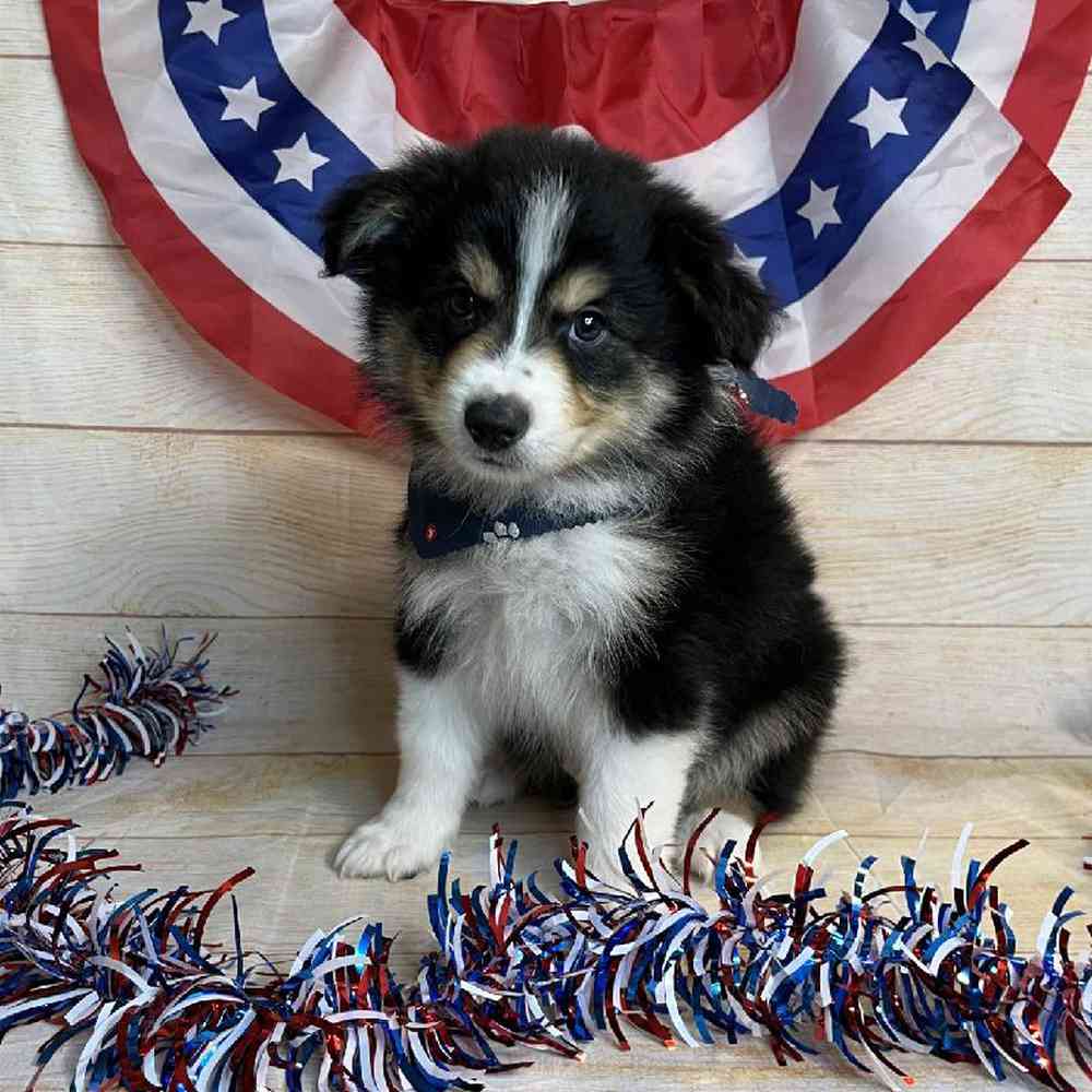 carousel pet images