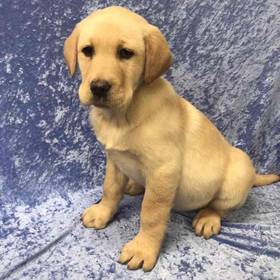 Labrador Retriever