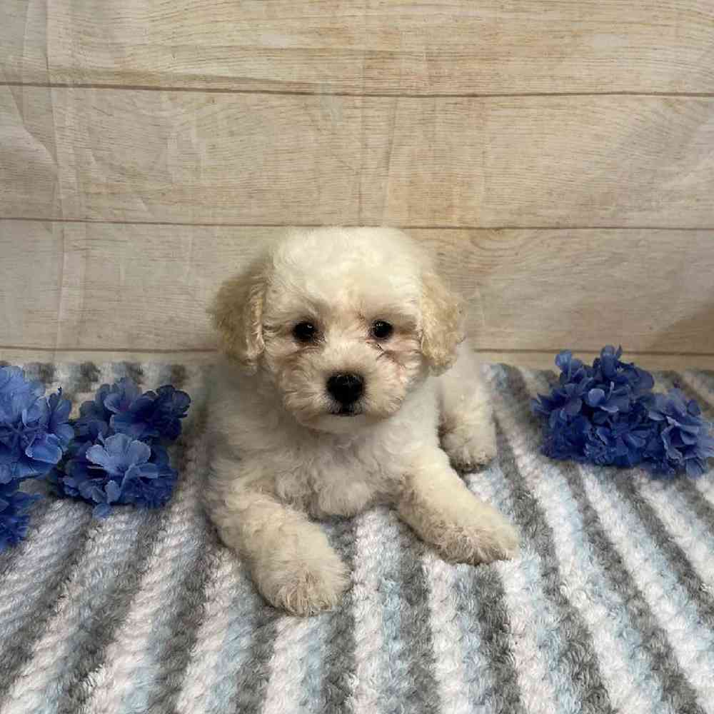 Image of a pet breed in the gallery