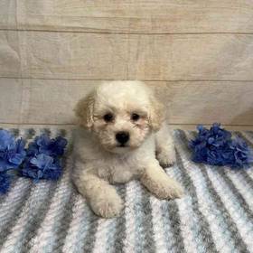 Bichon Frise-Poodle