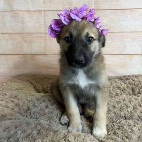 German Shepherd/Great Pyrenees