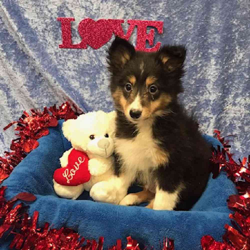 carousel pet images