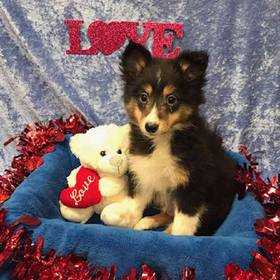American Eskimo/ Shetland Sheepdog