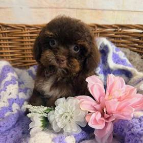 Dachshund/Poodle