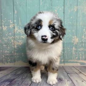 Miniature Australian Shepherd