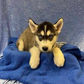 Siberian Husky