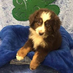 Miniature Australian Shepherd
