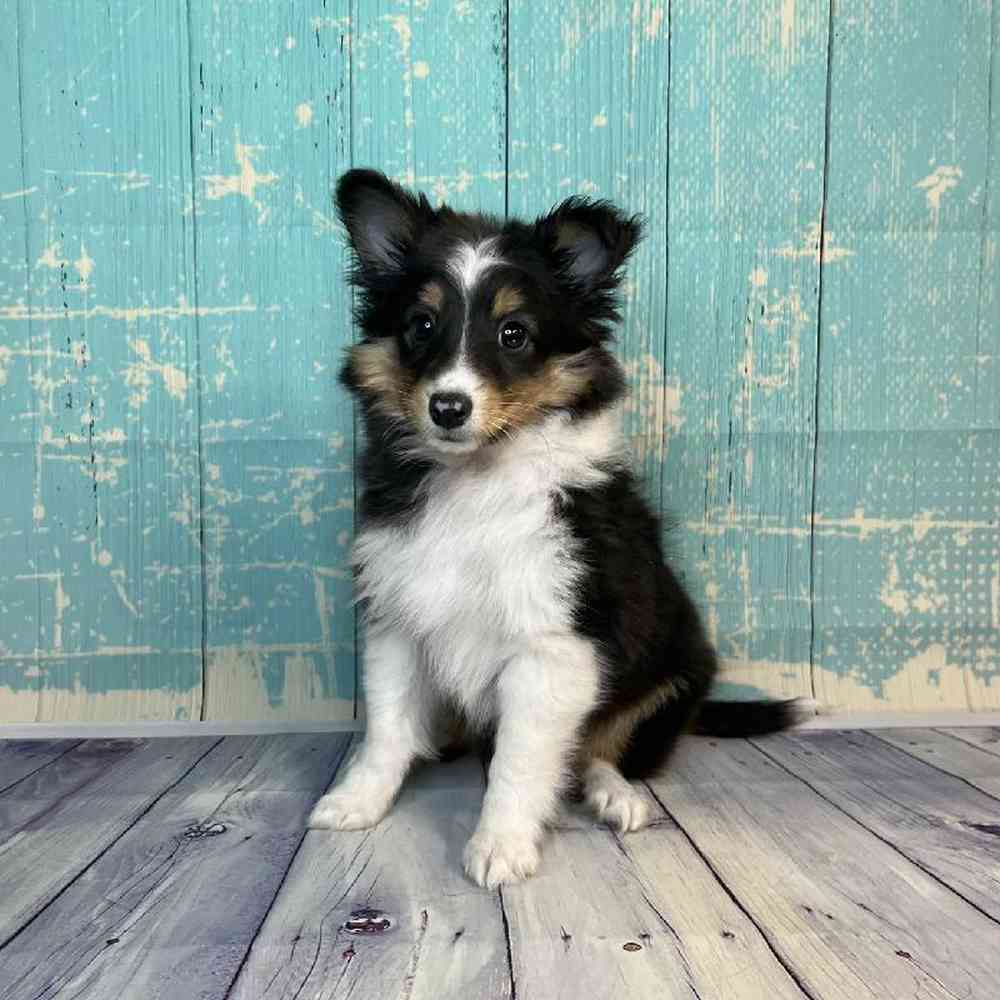 Image of a pet breed in the gallery
