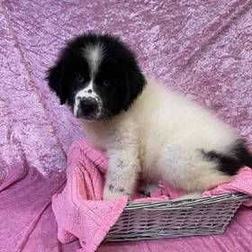 Newfoundland/ Great Pyrenees