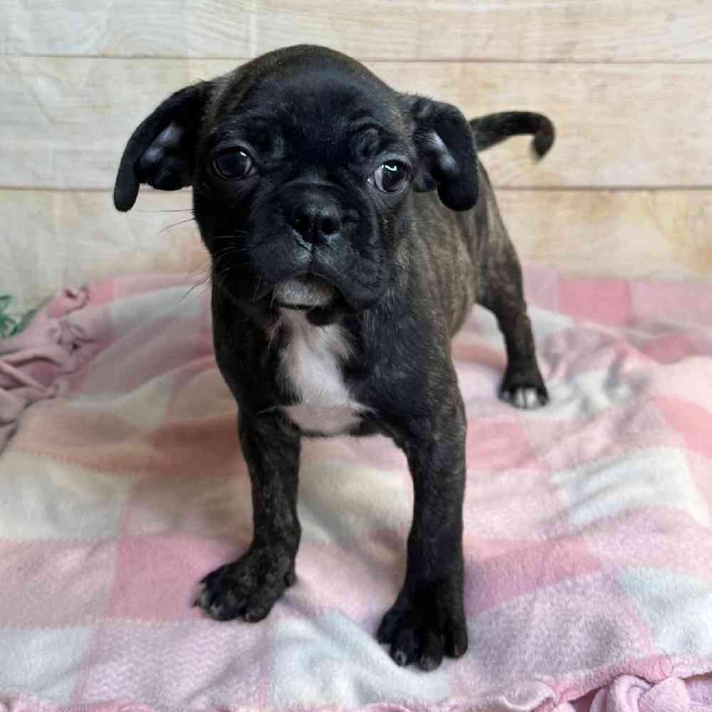 Image of a pet breed in the gallery