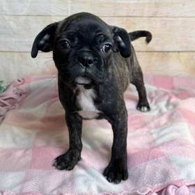 Pug Mix