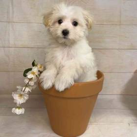 Maltese-Poodle