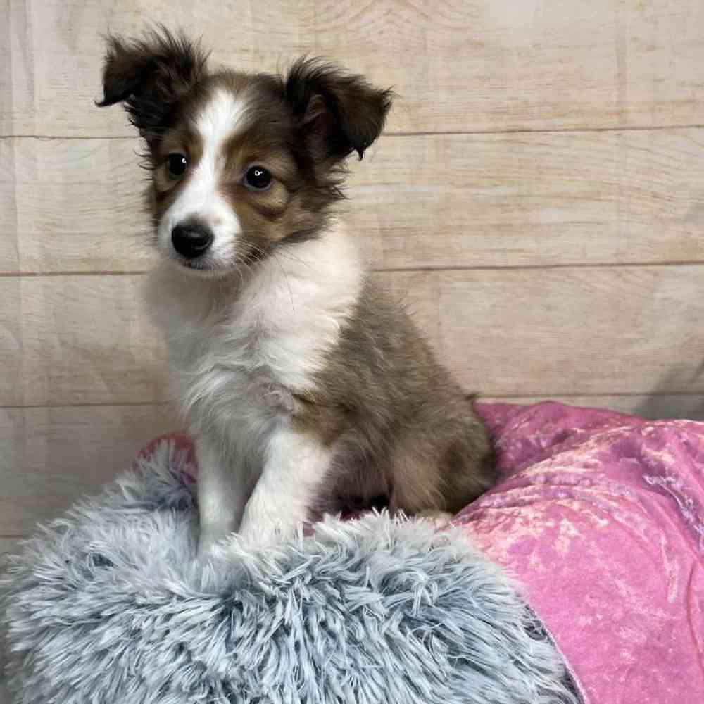 carousel pet images