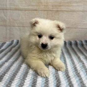 American Eskimo