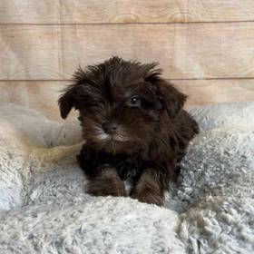 Miniature Schnauzer/Poodle