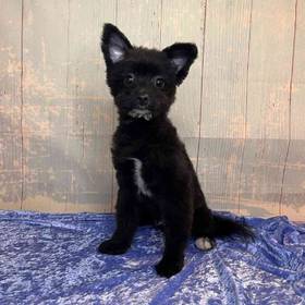 Pomeranian/Poodle