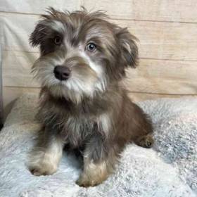 Miniature Schnauzer/Shih Tzu