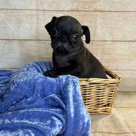 Pug