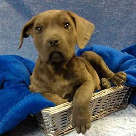 Bullmastiff/Great Dane/Mastiff