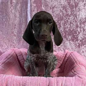 German Shorthaired Pointer