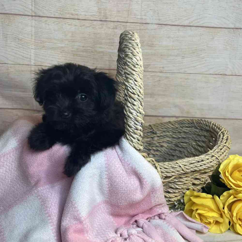 Image of a pet breed in the gallery