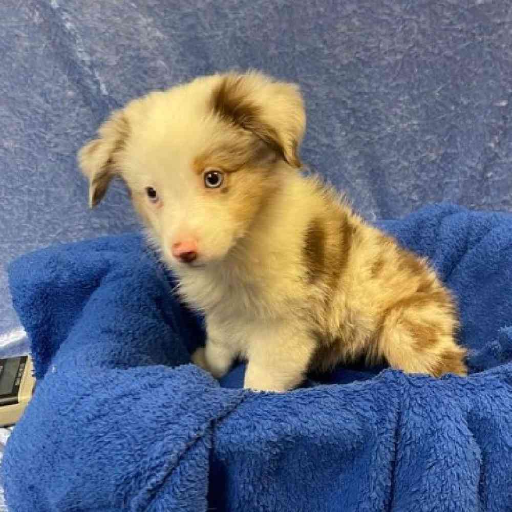 Miniature Australian Shepherd Puppy for sale Tullys Kennels