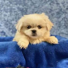Pekingese