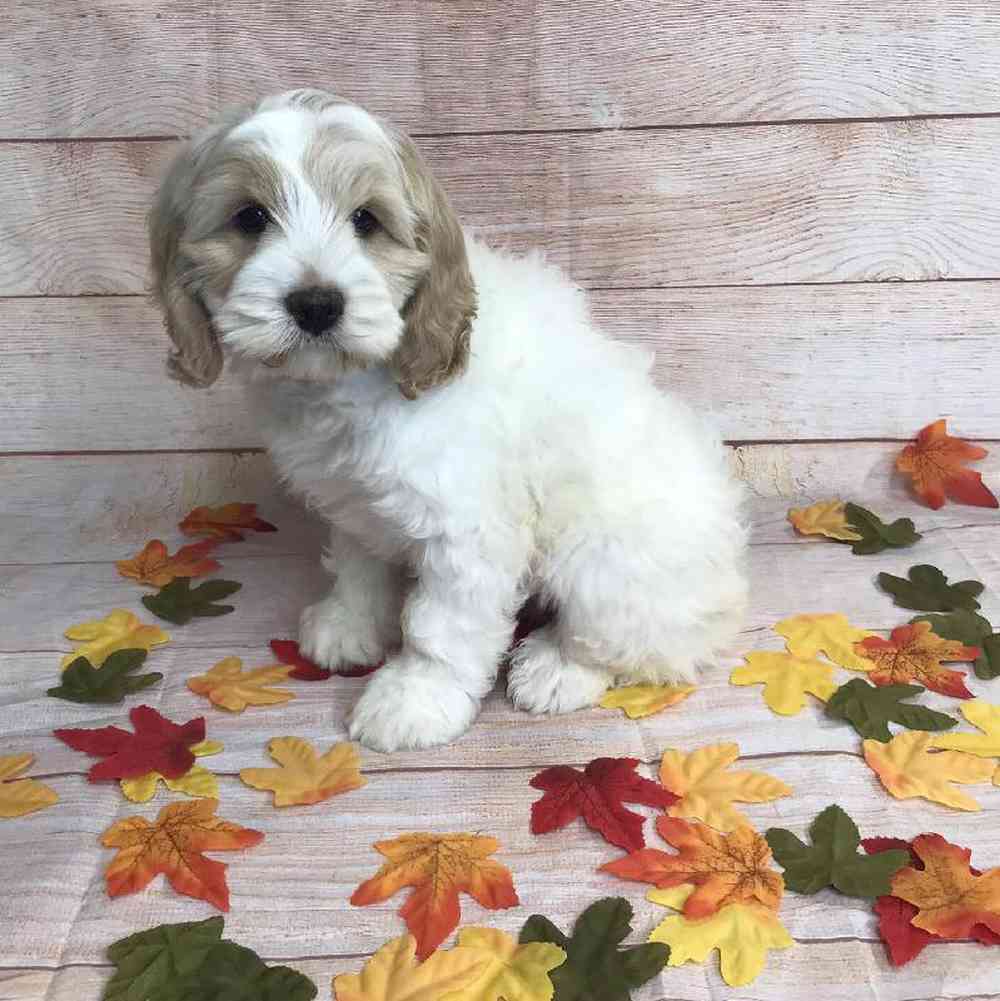 carousel pet images