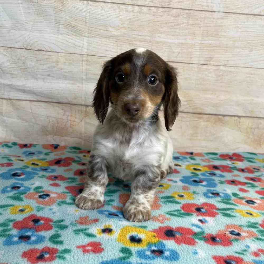 Image of a pet breed in the gallery