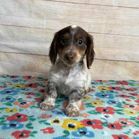 Dachshund