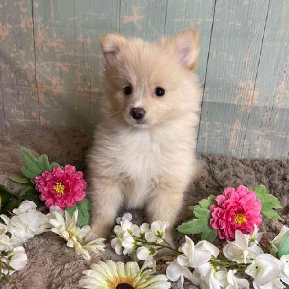carousel pet images