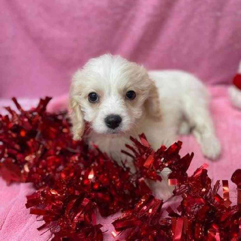Female Cavalier King Charles Spaniel/ Bichon Frise Puppy for Sale in OMAHA, NE