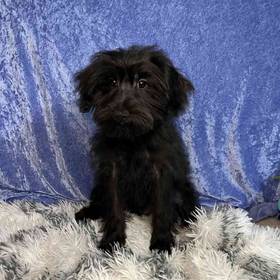 Yorkshire Terrier/Poodle