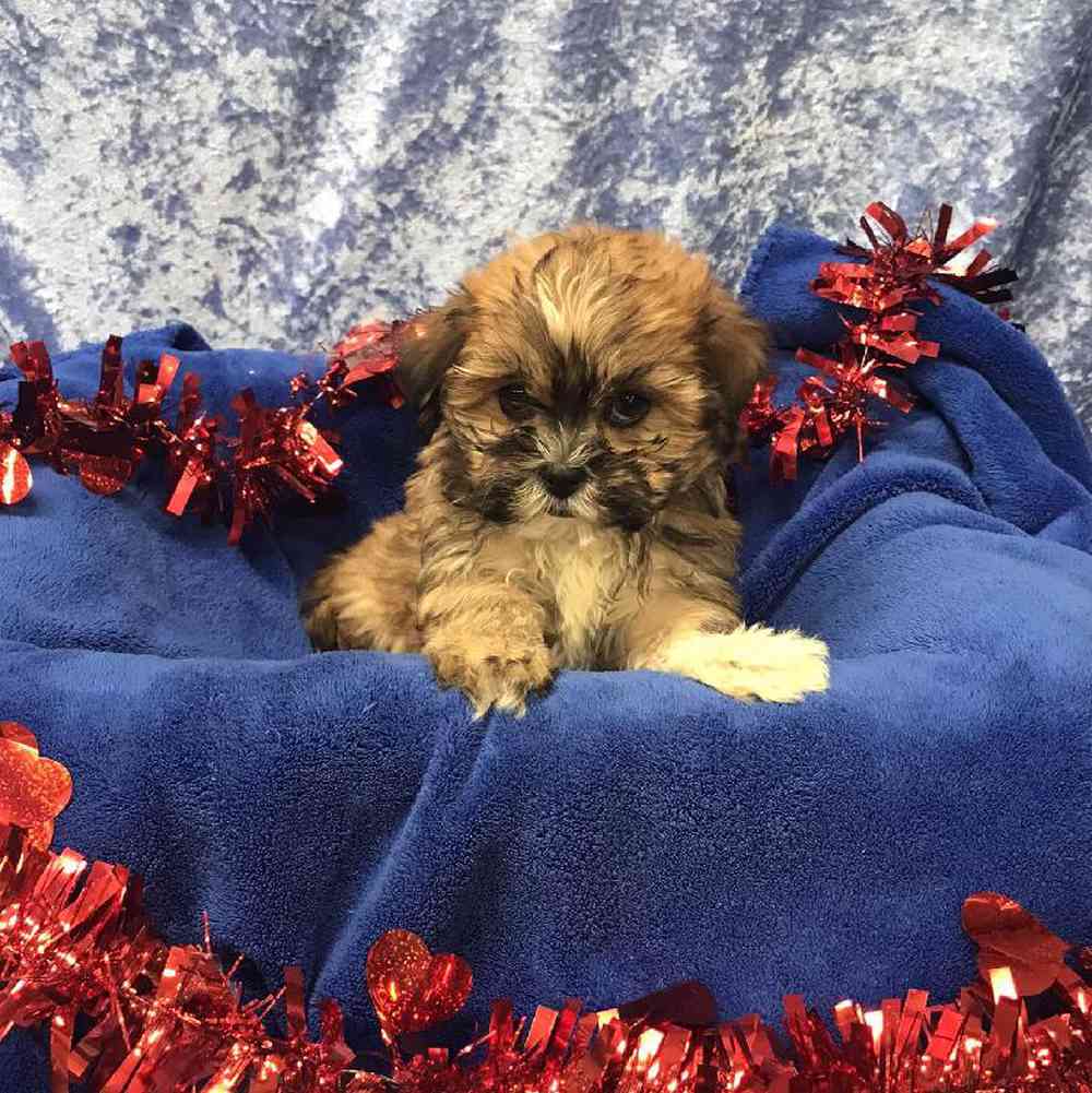 Havanese Puppy for sale Tullys Kennels