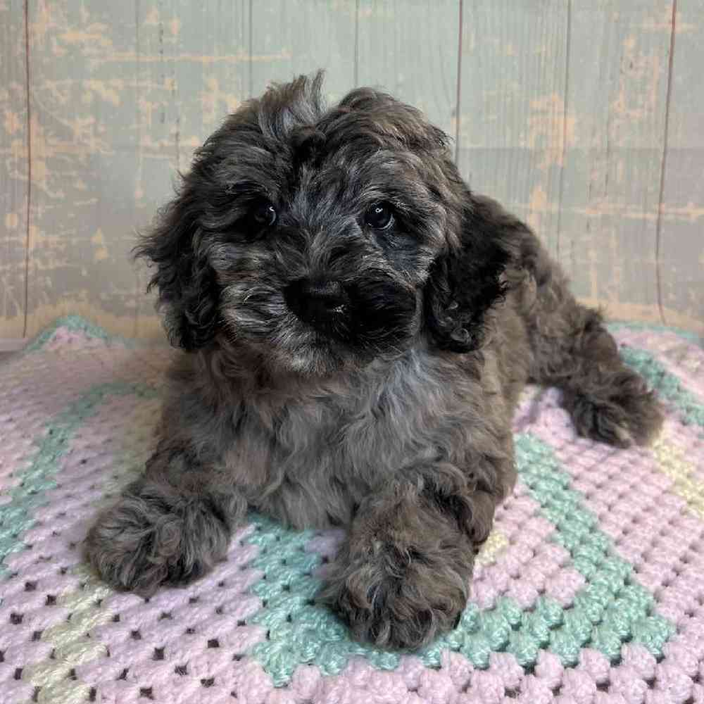 Image of a pet breed in the gallery