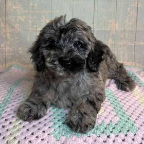 Golden Retriever/Miniature Poodle