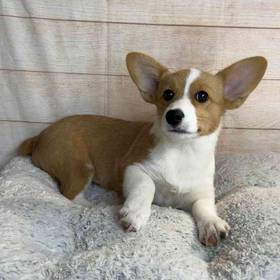 Pembroke Welsh Corgi/Miniature Australian Shepherd