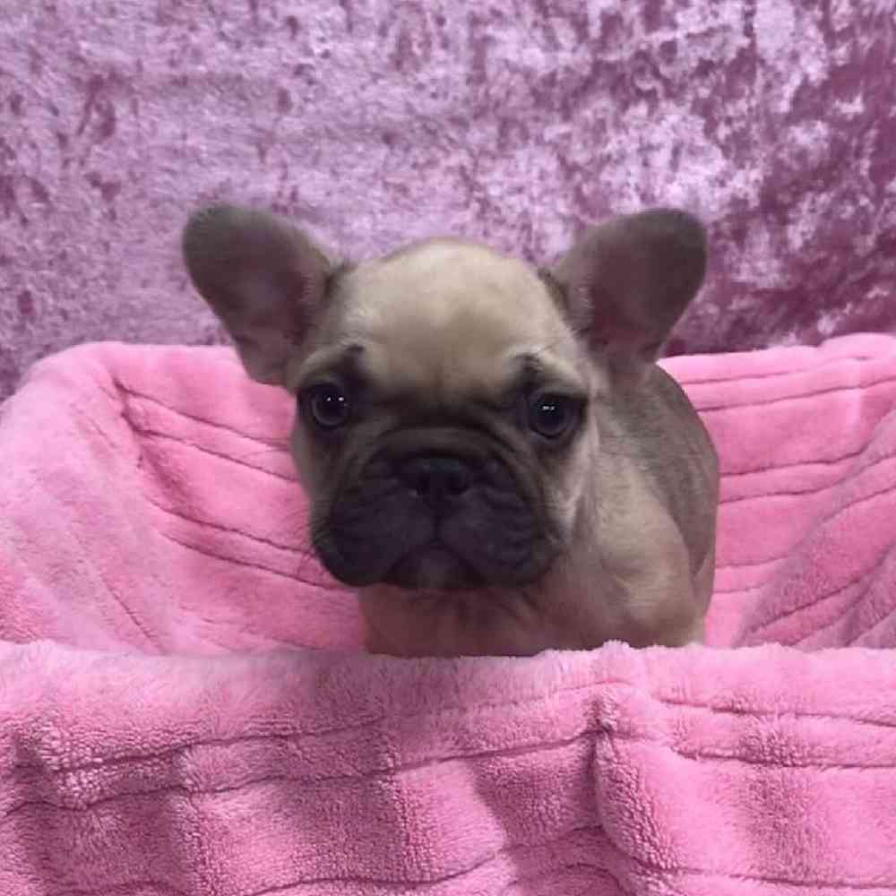 French Bulldog Puppy for sale Tullys Kennels