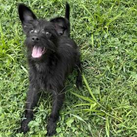 Terrier Mix
