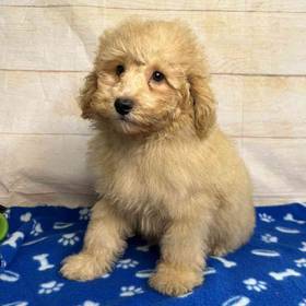 Poodle