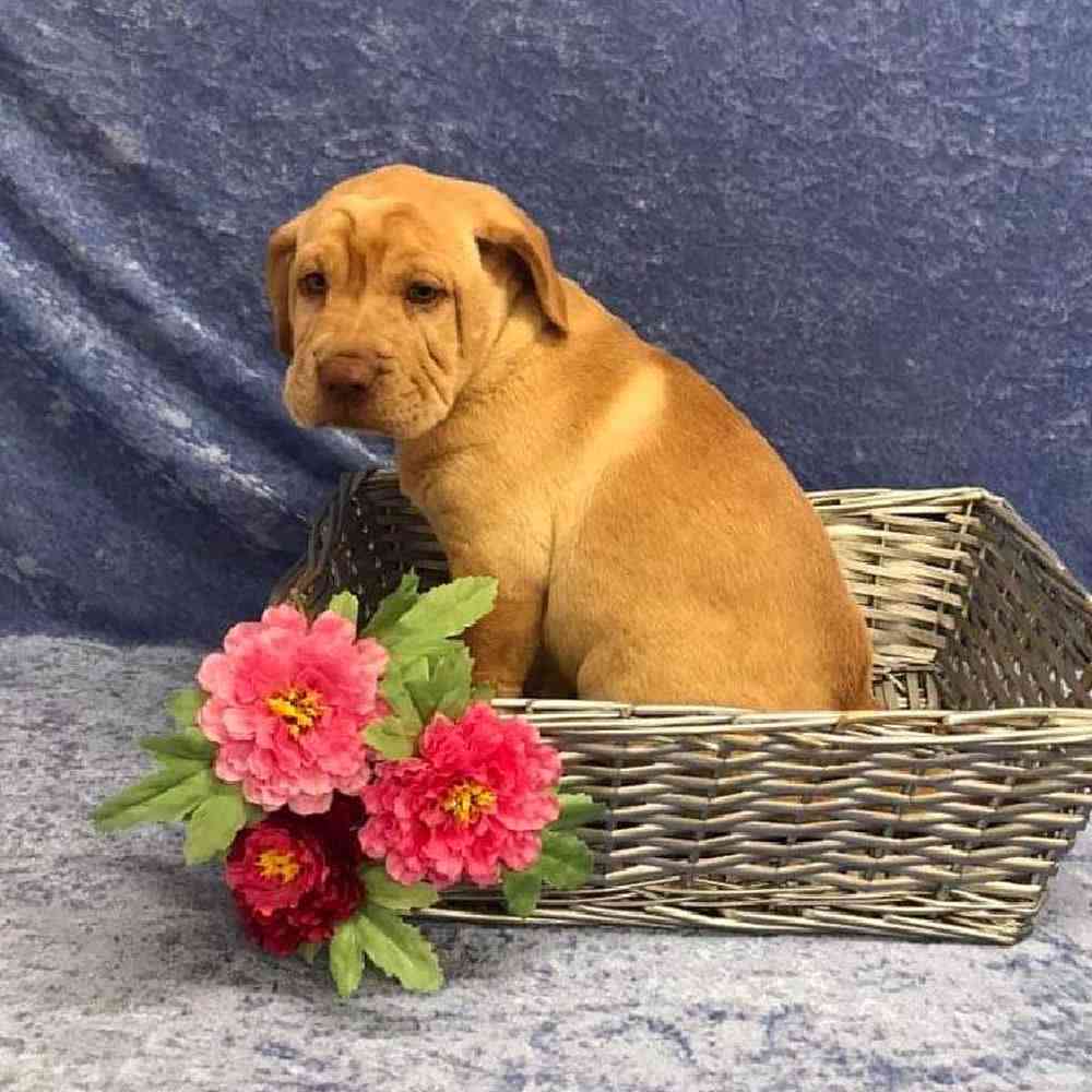carousel pet images