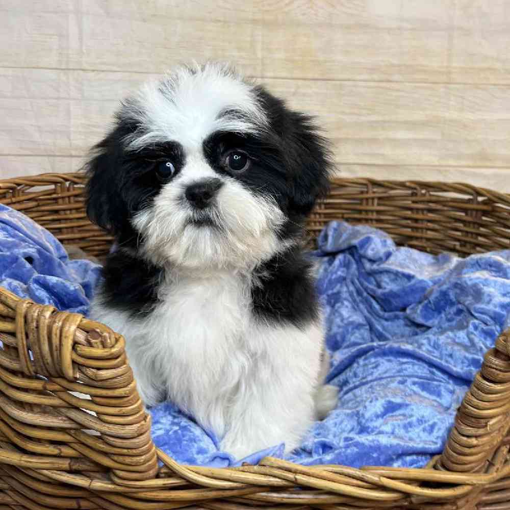 carousel pet images