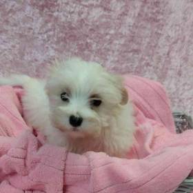 Maltese-Poodle
