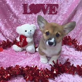 Pembroke Welsh Corgi