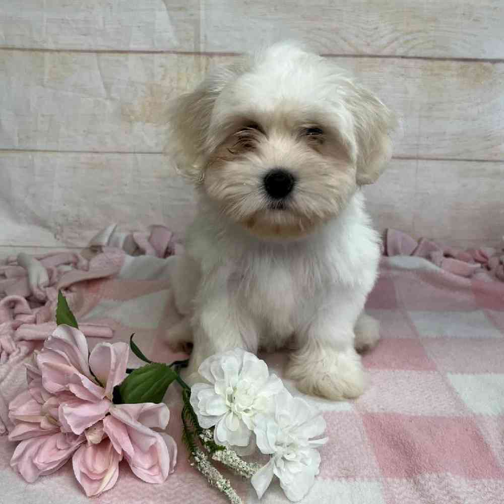Image of a pet breed in the gallery
