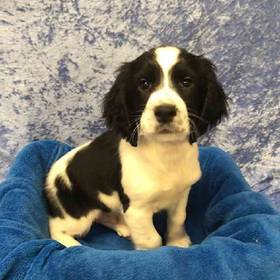 English Springer Spaniel