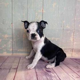 Boston Terrier
